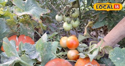 जिले में 50 हेक्टेयर का मिला लक्ष्य