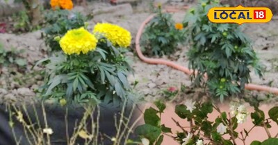 सर्दी में कैसे रखें मोगरा और गेंदे का ख्याल 