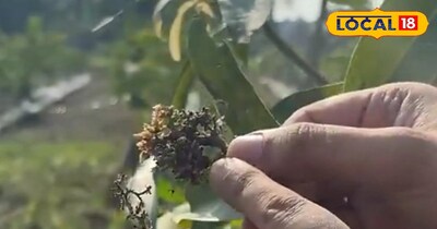 आम के पेड़ों की देखभाल