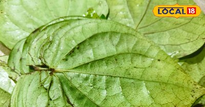 पान की खेती 