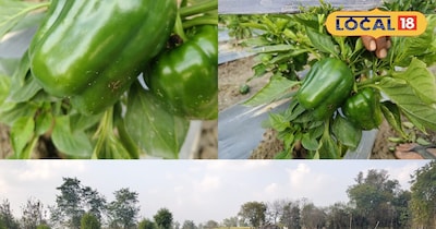 शिमला मिर्च की खेती.