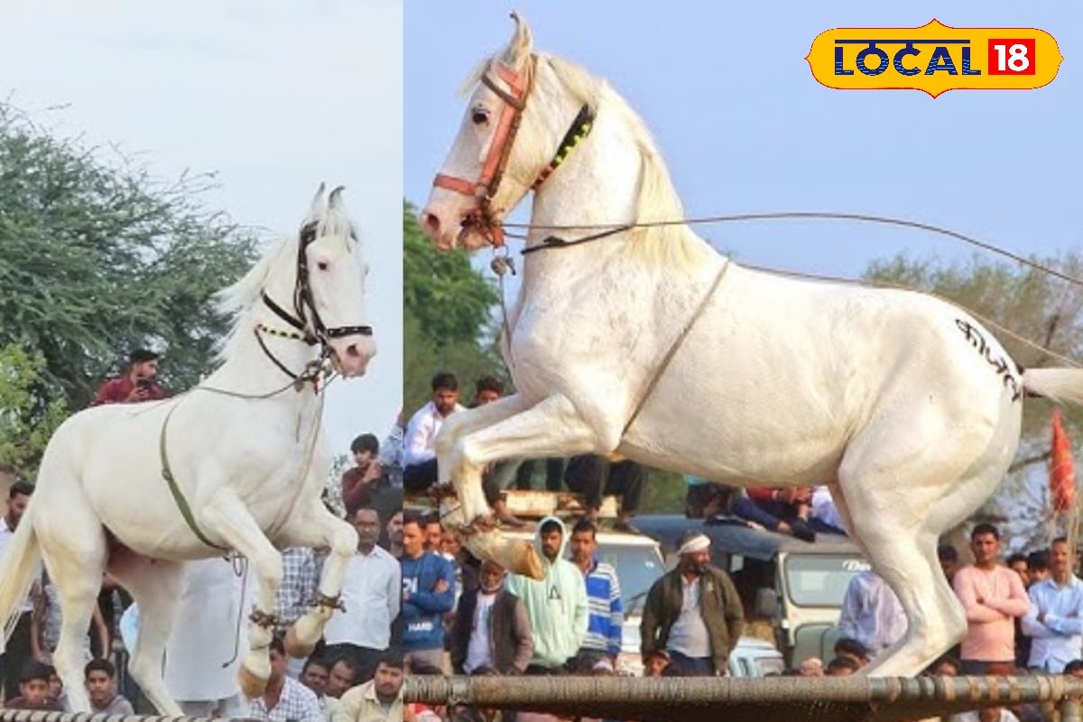 नागौर के रामदेव पशु मेले में कुचामन की घोड़ियों का दबदबा ‘काजल’ ने जीता दर्शकों का दिल