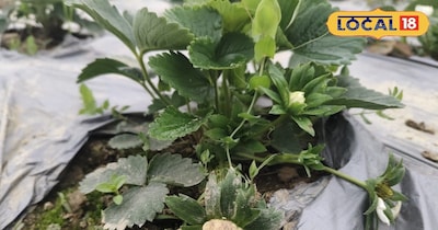 स्ट्रॉबेरी का पौधा 