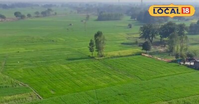 गेंहू की फसल की ड्रोन कैमरे से ली गई तस्वीर 