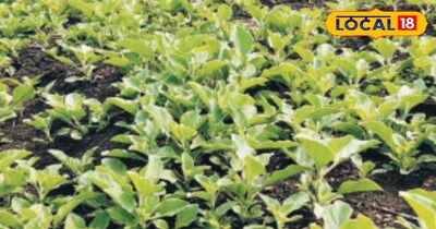 अश्वगंधा सेहत के लिए होता है फायदेमंद।