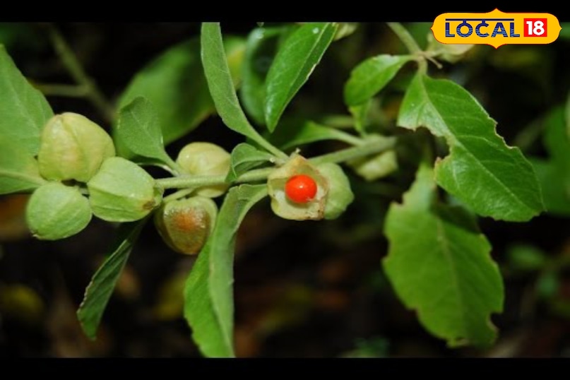 Moradabad news, hindi news, local news, up news, Moradabad news, Hindi news, local news UP news.