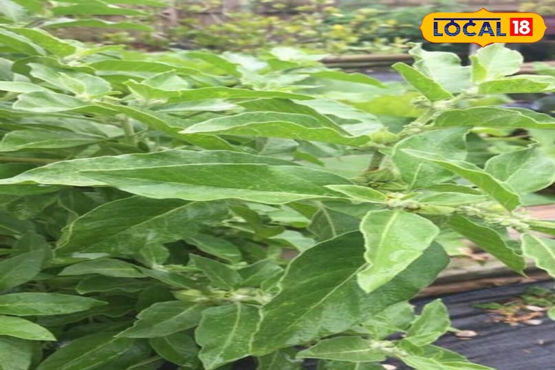 Moradabad news, hindi news, local news, up news, Moradabad news, Hindi news, local news UP news.