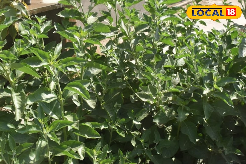 Moradabad news, hindi news, local news, up news, Moradabad news, Hindi news, local news UP news.