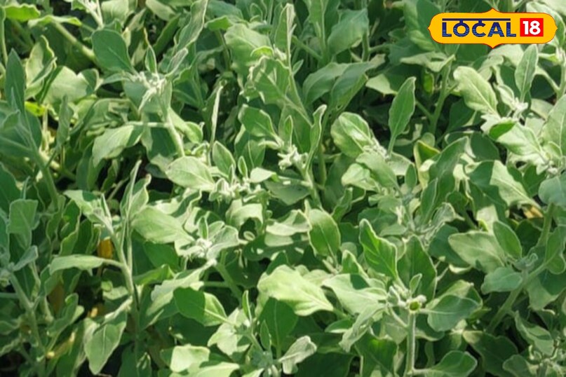 Moradabad news, hindi news, local news, up news, Moradabad news, Hindi news, local news UP news.