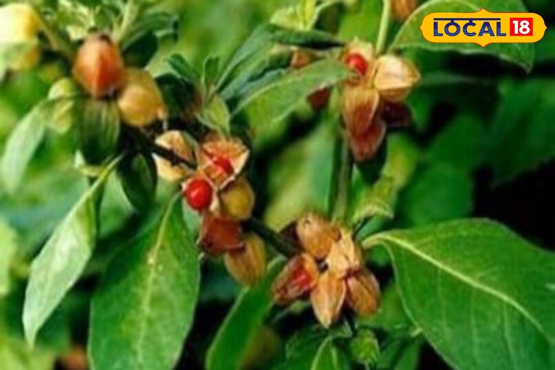 Moradabad news, hindi news, local news, up news, Moradabad news, Hindi news, local news UP news.