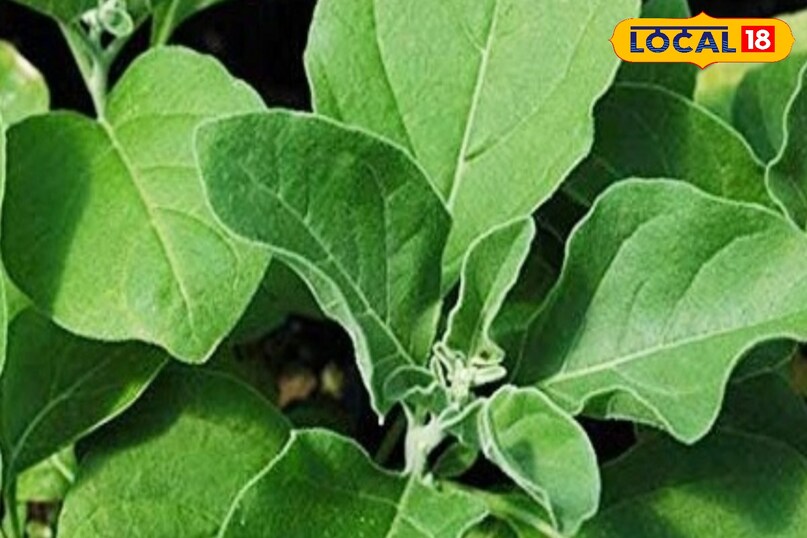 Moradabad news, hindi news, local news, up news, Moradabad news, Hindi news, local news UP news.