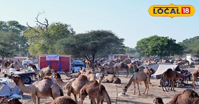 पशु मेला 