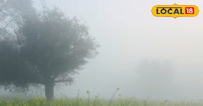 रायड़ा की फसल 