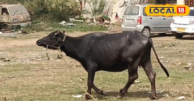 भैंस पालने पर सरकार दे रही पैसा! 