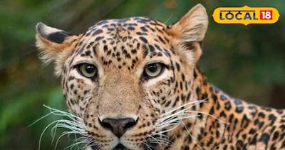 उदयपुर में पैंथर दिखा