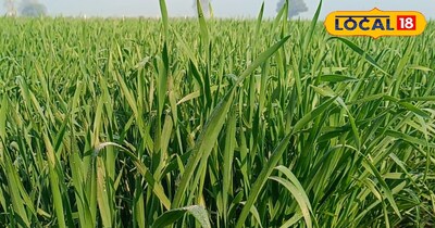 गेहूं में गेरूई रोग 