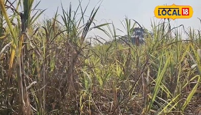 गन्ने के खेत की तस्वीर