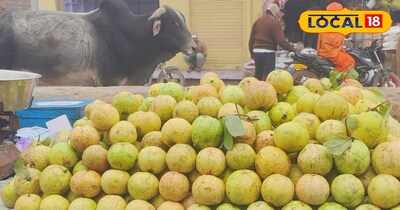 जनवरी के सर्द महीने में भारी मात्रा में बिक रहा है अमरूद