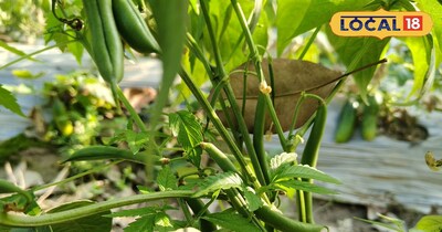 फ्रेंच बींस की खेती.