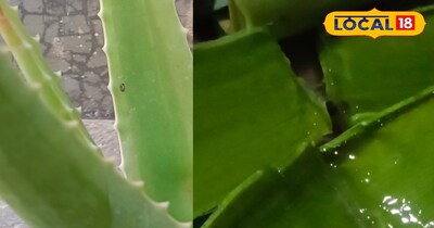 एलोवेरा 