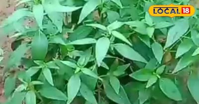 आयुर्वेद की कड़वी लेकिन चमत्कारी औषधि चिरायता.