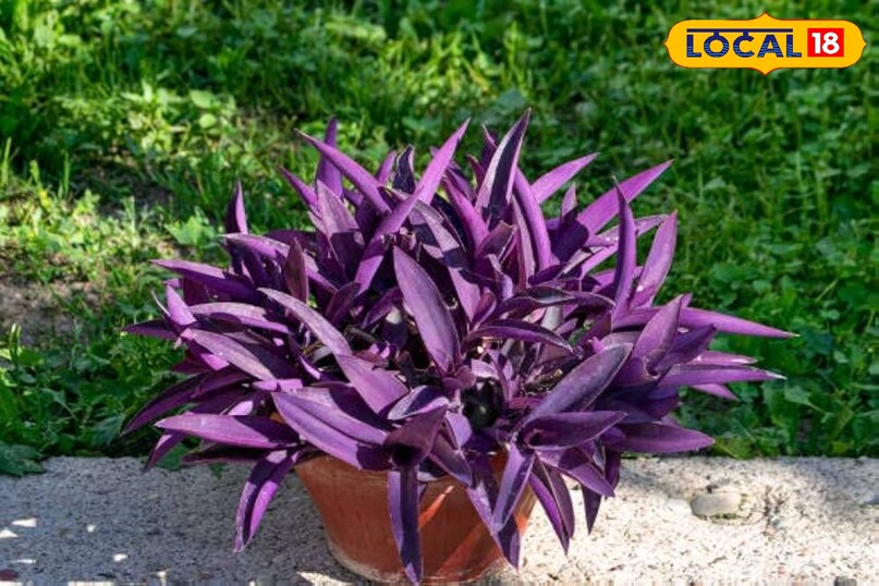 गार्डेनिंग टिप्स 