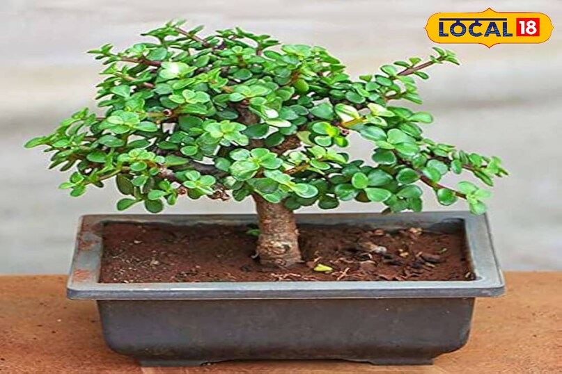 गार्डेनिंग टिप्स 