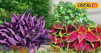 गार्डेनिंग टिप्स 