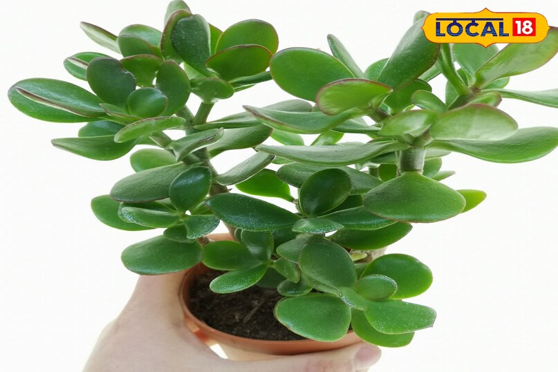 गार्डेनिंग टिप्स 