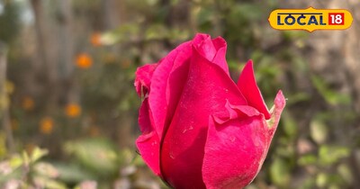All the branches will be laden with roses during Valentine's Week, the gardener