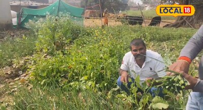 Kitchen garden - 8 डिस्मिल जमीन में बनाया ऐसा किचन गार्डन की 3 महीने से यह माली