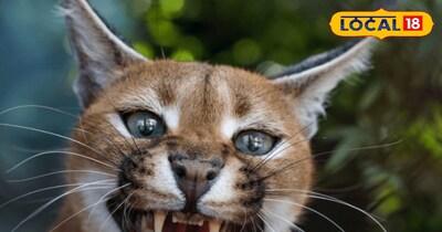 दुर्लभ कैराकल बिल्ली के लगाया ट्रेकिंग रेडियो कॉलर