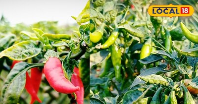 मिर्ची की खेती 