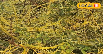 अमरबेल सेहत के लिए होता है फायदेमंद।