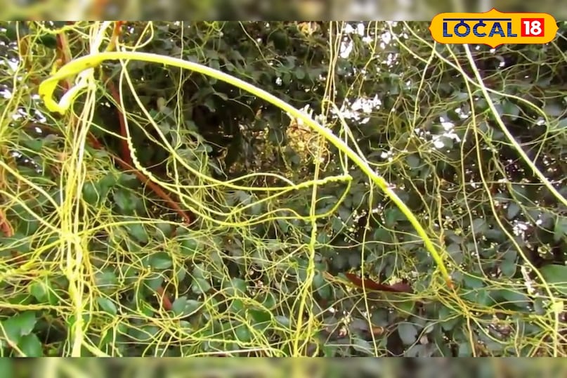 মোরাদাবাদের খবর, হিন্দি খবর, আপ নিউজ, স্থানীয় খবর, মোরাদাবাদের খবর, হিন্দি খবর, ইউপি খবর, স্থানীয় খবর।