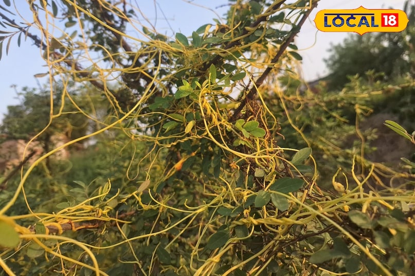 মোরাদাবাদের খবর, হিন্দি খবর, আপ নিউজ, স্থানীয় খবর, মোরাদাবাদের খবর, হিন্দি খবর, ইউপি খবর, স্থানীয় খবর।