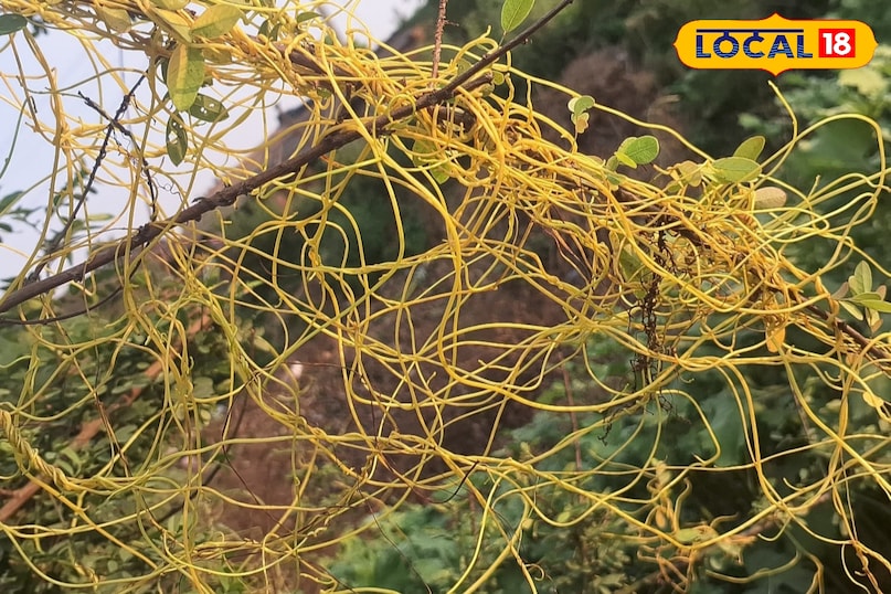 মোরাদাবাদের খবর, হিন্দি খবর, আপ নিউজ, স্থানীয় খবর, মোরাদাবাদের খবর, হিন্দি খবর, ইউপি খবর, স্থানীয় খবর।