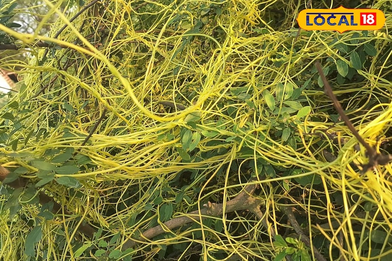 মোরাদাবাদের খবর, হিন্দি খবর, আপ নিউজ, স্থানীয় খবর, মোরাদাবাদের খবর, হিন্দি খবর, ইউপি খবর, স্থানীয় খবর।