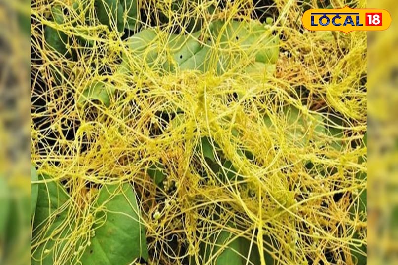 মোরাদাবাদের খবর, হিন্দি খবর, আপ নিউজ, স্থানীয় খবর, মোরাদাবাদের খবর, হিন্দি খবর, ইউপি খবর, স্থানীয় খবর।