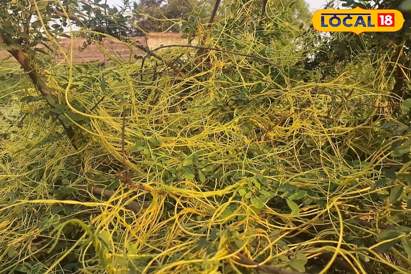 মোরাদাবাদের খবর, হিন্দি খবর, আপ নিউজ, স্থানীয় খবর, মোরাদাবাদের খবর, হিন্দি খবর, ইউপি খবর, স্থানীয় খবর।