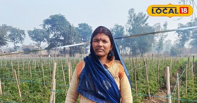 70 दिन में तैयार फसल, जैविक टमाटर की मंडी में तगड़ी कीमत, खेती से जबरदस्त मुनाफा