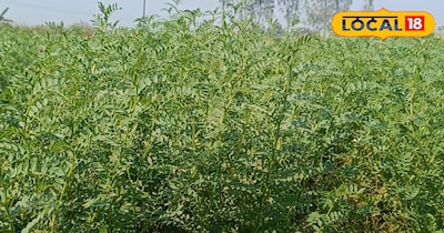 चना की फसल