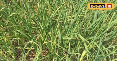 लहसुन की खेती।