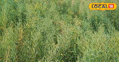 सरसों की फसल 