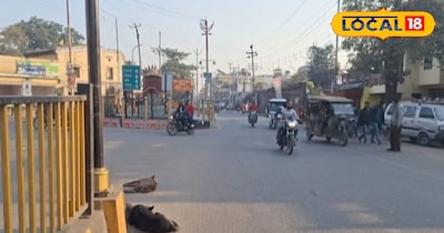 आवारा कुत्तों का आतंक।