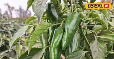 बाजारों में रहती है इन मिर्चों की काफी डिमांड