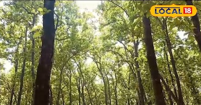 उत्तराखंड के जंगलों का दुश्मन बना यह नन्हा कीड़ा