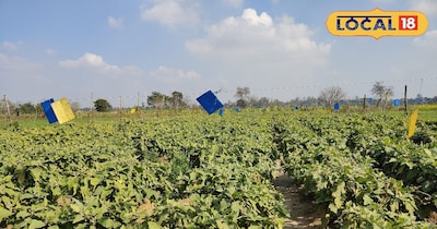 बैंगन की खेती.