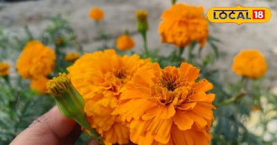 गेंदा के फूल