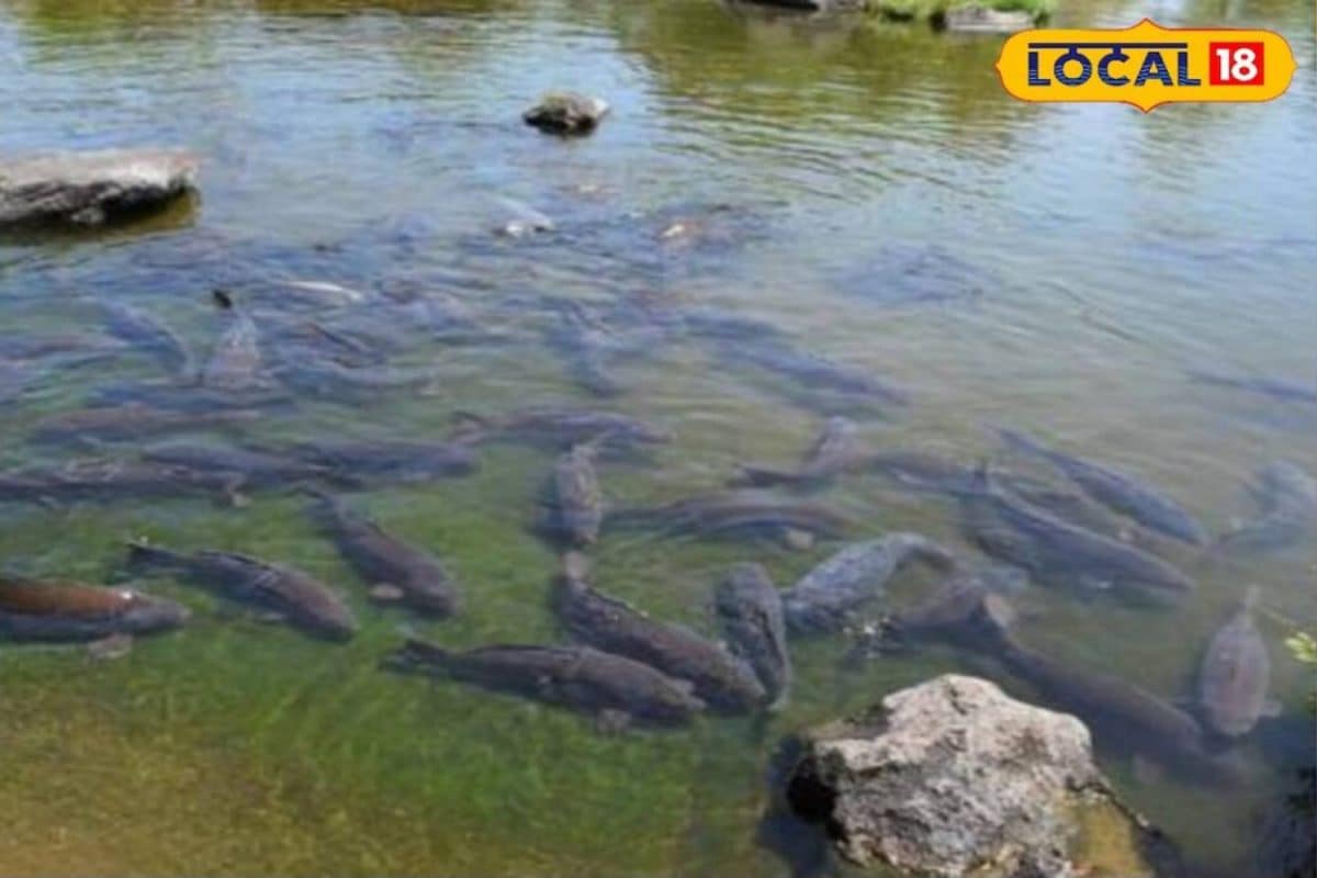 Fish farming: पंगेसियस मछली का करें पालन कम मेहनत ज्यादा मुनाफा साल में दो बार होगी कमाई